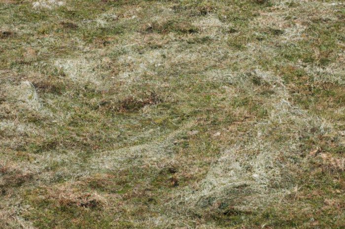 Ostnica Pony Tails po zimie. Co robić z tą ozdobną trawą?