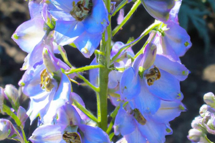 Ostróżka ogrodowa, czyli wysoka i piękna bylina. Dowiedz się, jak uprawiać tę ciekawą roślinę!