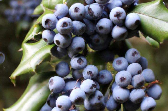 Ostrokrzew Meservy Blue Princess (Ilex meserveae) – uprawa i pielęgnacja