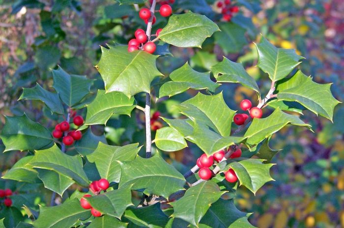 Ostrokrzew – uprawa i pielęgnacja. Jakie wymagania ma ten dekoracyjny krzew? Czy każda odmiana nadaje się do ogrodu?