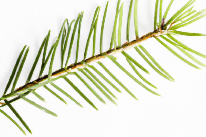 Osutka sosny — czym jest choroba iglaków?