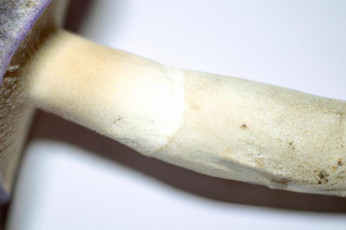 Owocnik grzyba – wszystko, co musisz wiedzieć o budowie i funkcjach