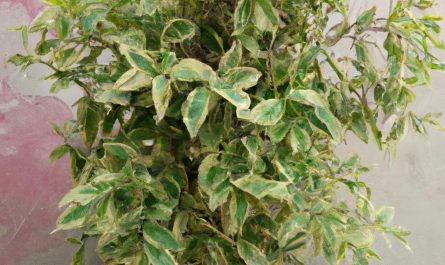 Ajania – sprawdź wymagania i uprawę tej pięknej rośliny