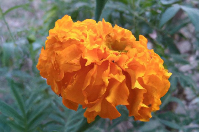 Pachnotka zwyczajna – uprawa, wymagania, pielęgnacja