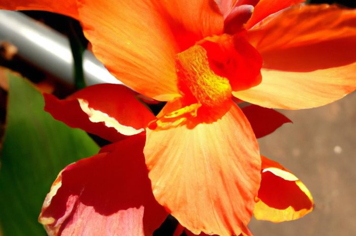 Paciorecznik ogrodowy – wszystko co powinieneś wiedzieć o tej tropikalnej roślinie. Uprawa, sadzenie i rozmnażanie kanny