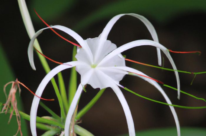 Pajęcza lilia – co to za kwiat? Jak go pielęgnować i czy ładnie prezentuje się w ogrodzie?