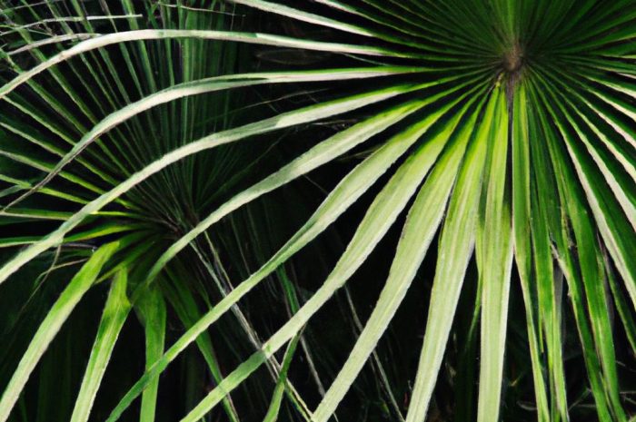 Palecznik chiński – czy jego uprawa jest trudna?