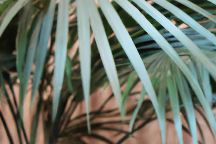 Palma Liwistona – uprawa popularnej palmy domowej