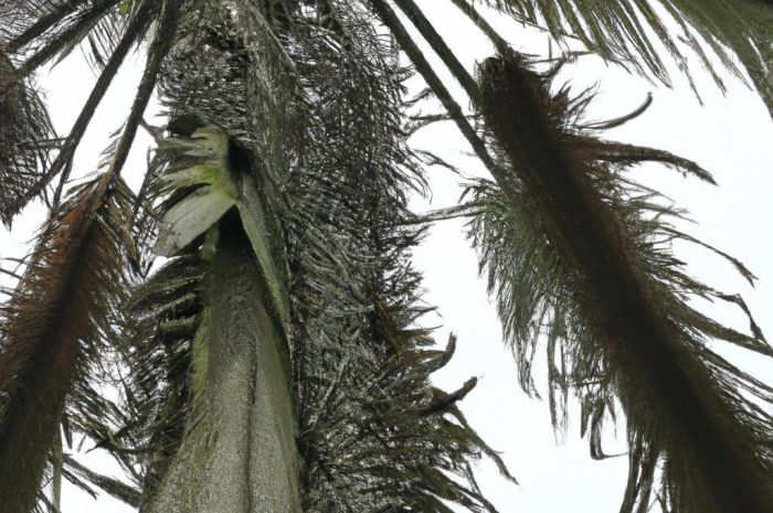 Palma areka, czyli tropiki w Twoim domu | Poradnik uprawy areki