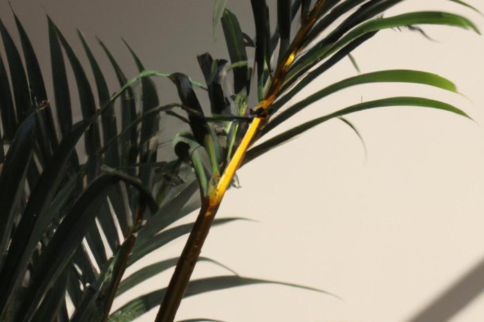 Palma kencja – duża roślina dla początkujących