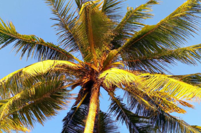 Palma kokosowa – czy egzotyczny przybysz nadaje się do domowej uprawy?