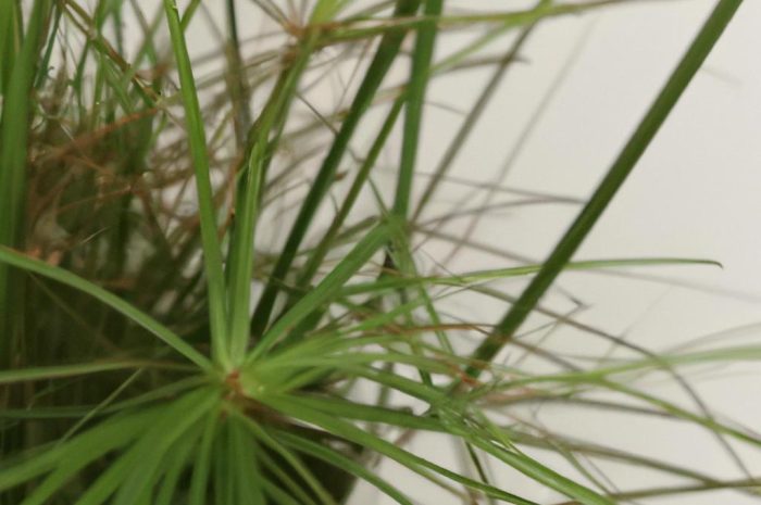 Papirus – kwiat doniczkowy dla początkujących. Poradnik uprawy