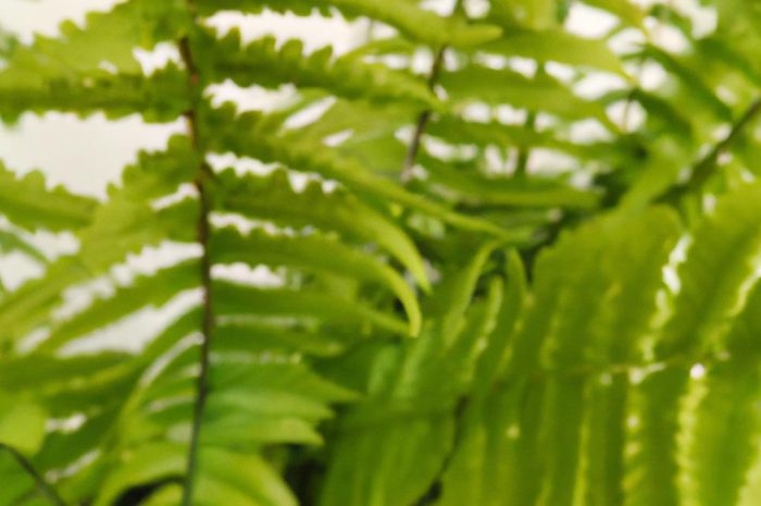 Paproć ciemnotka okrągłolistna (Pellaea rotundifolia) – atrakcyjny kwiat doniczkowy pochodzący z Nowej Zelandii. Czy jej uprawa jest trudna?