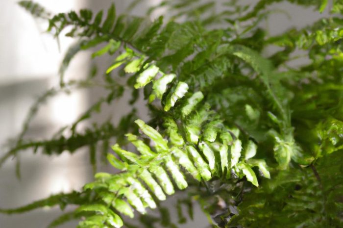 Paproć nefrolepis – królowa polskich parapetów