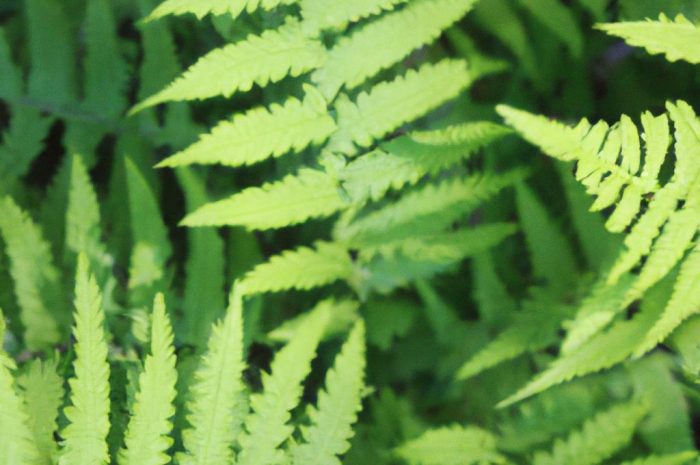 Paprocie ogrodowe – wymagania, uprawa i pielęgnacja