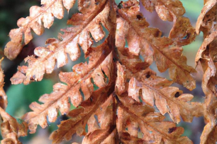 Paprotka usycha. Jak pielęgnować paproć, by odzyskała piękny wygląd?