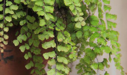 Aksamitka wzniesiona – kolorowa roślina ozdobna. Jak uprawiać ją w ogrodzie?