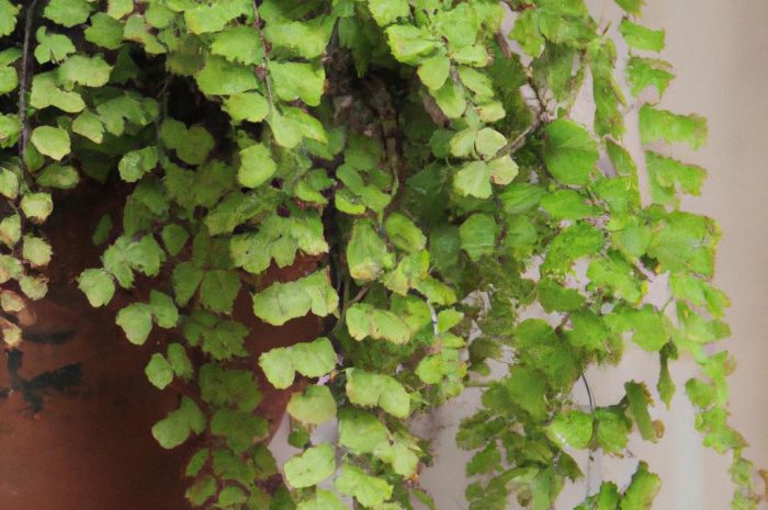 Paprotka zwyczajna – prawidłowa uprawa i pielęgnacja. Sprawdź, jak się ją rozmnaża i kiedy powinno się ją podlewać!