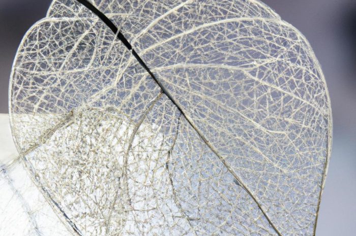 Parasolnik kwiat Diphylleia grayi – niesamowity kwiat szkielet