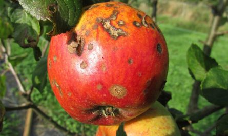 Parch jabłoni i nie tylko. Jak zwalczać groźną chorobę drzew owocowych? Profilaktyka, objawy i zwalczanie