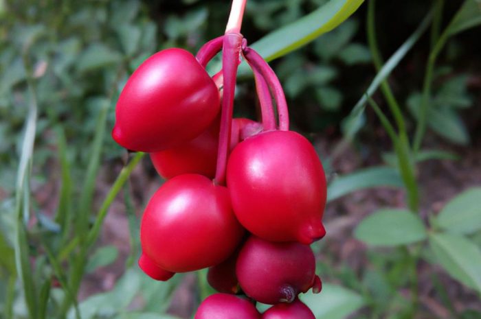 Parzydło leśne – chcesz uprawiać w swoim ogrodzie tę trującą roślinę dekoracyjną? Sprawdź informacje na jej temat!