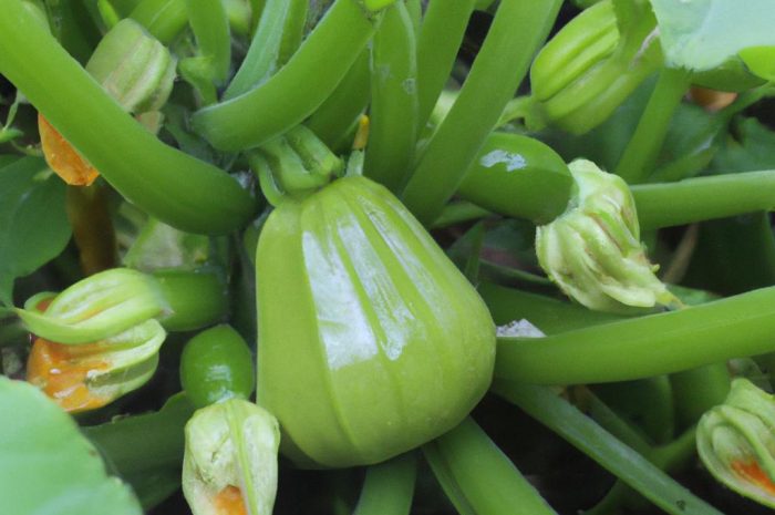 Patison – siew, sadzenie, uprawa i pielęgnacja tego warzywa