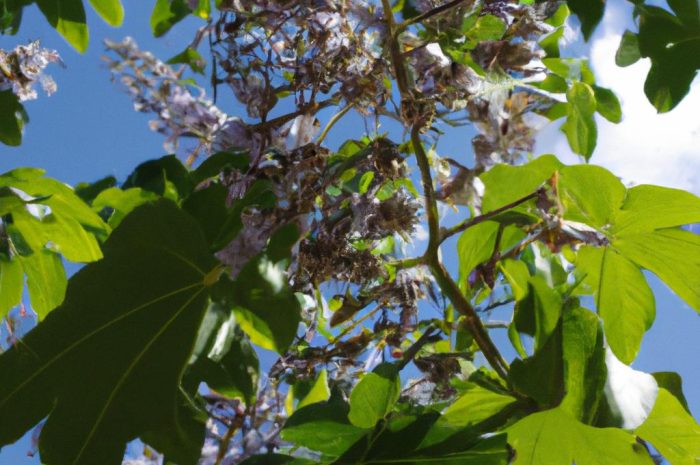 Paulownia cesarska, czyli cesarskie drzewko szczęścia. Jak utrzymać ją w przydomowym ogrodzie?