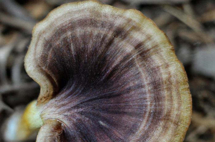 Paxillus involutus, czyli krowiak podwinięty – wszystko, co warto wiedzieć o tym gatunku grzyba