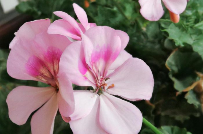 Pelargonia afrykańska, czyli roślina nie tylko lecznicza