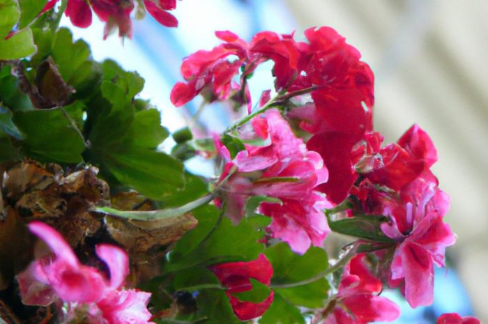 Pelargonia kaskadowa i jej pielęgnacja. Poznaj odmianę, za którą przepadają entuzjaści roślin