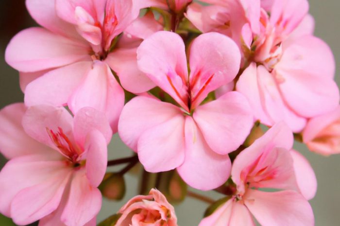 Pelargonia pachnąca – czy jej nazwa odzwierciedla charakterystykę rośliny?