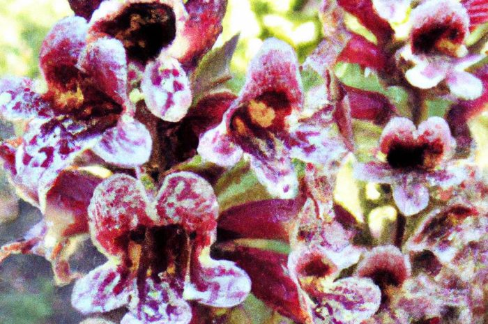 Pelargonia pasiasta – roślina o pięknych kwiatach i liściach