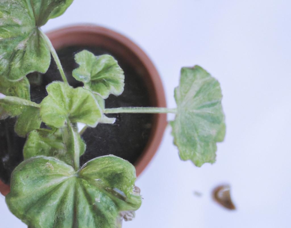 Aktinidia (Actinidia) – jak uprawiać ten znany rodzaj pnącza, który rodzi jadalne owoce? Poznaj wymagania tej popularnej rośliny!