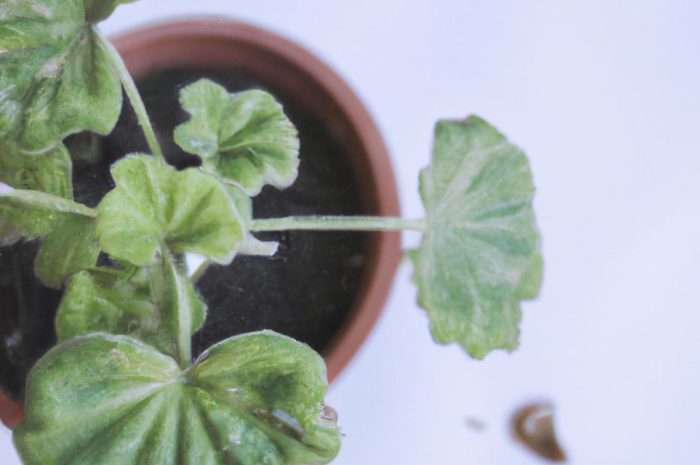 Pelargonie po zimie – jak ponownie przywrócić je do życia?