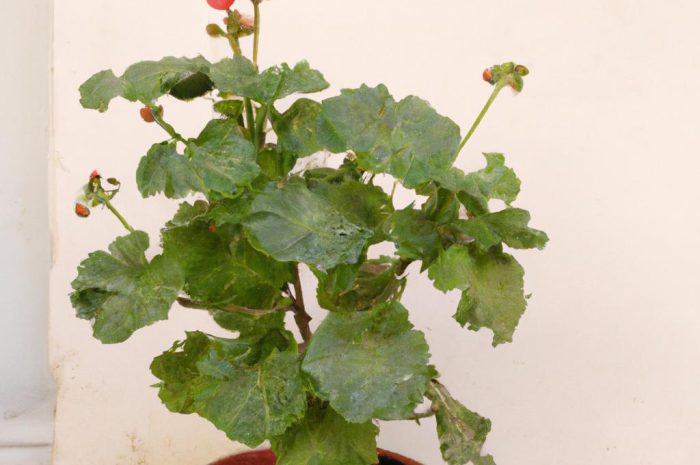 Pelargonie – zimowanie i podstawowe zasady uprawy