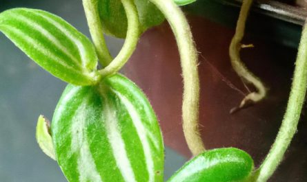 Allelopatia – jak wzajemnie oddziałują na siebie rośliny?