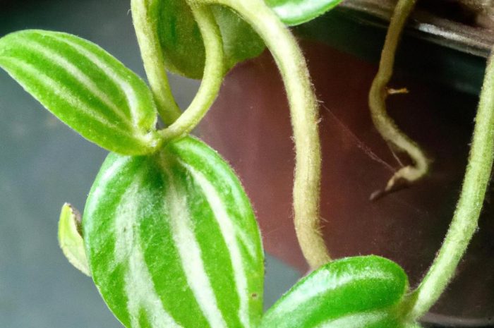 Peperomia happy bean – oryginalna roślina podobna do fasoli