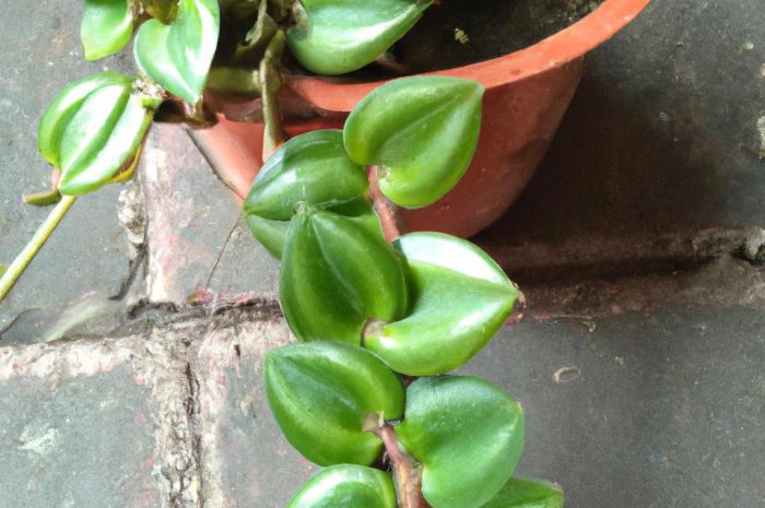 Peperomia obtusifolia – łatwa w uprawie i przyjemna dla oka