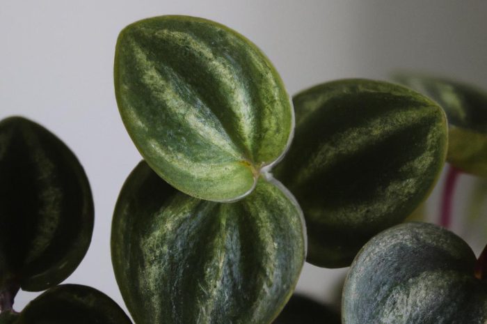 Peperomia (pieprzówka) – tropikalny kwiat doniczkowy