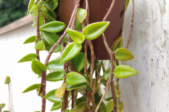 Peperomia prostrata – ekwadorskie maleństwo z nutą pikanterii