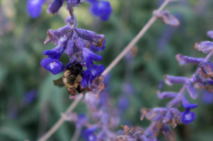 Perowskia łobodolistna – przyjaciółka zapylaczy i ogrodników