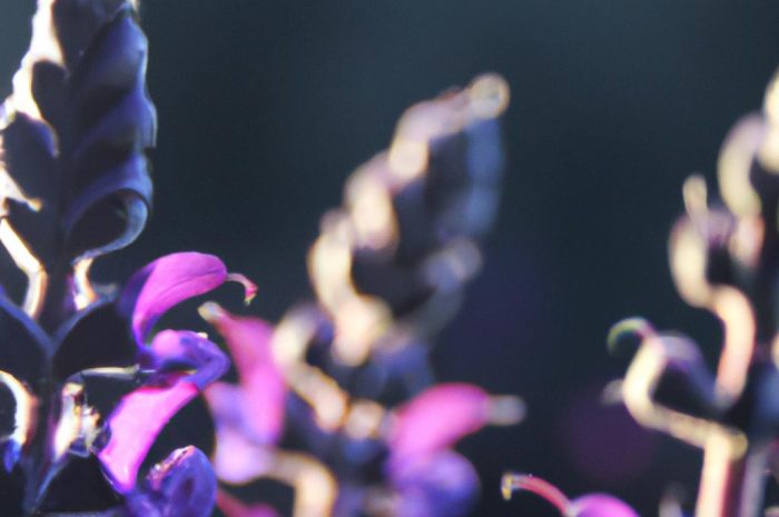 Perukowiec podolski – atrakcyjny krzew o niewielkich wymaganiach