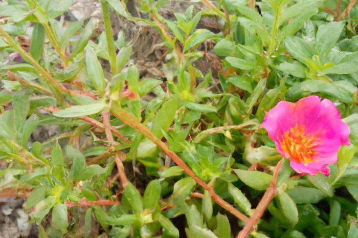 Perz właściwy – jak zwalczać? Jakie ma właściwości?