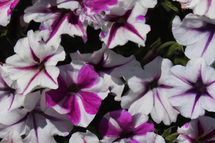 Petunia kaskadowa – jak prawidłowo dbać o ten piękny kwiat ogrodowy? Poznaj zasady uprawy surfinii!