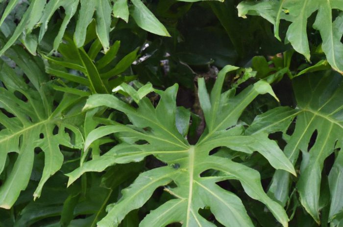 Philodendron Xanadu – uprawa, rozmnażanie, i nawożenie