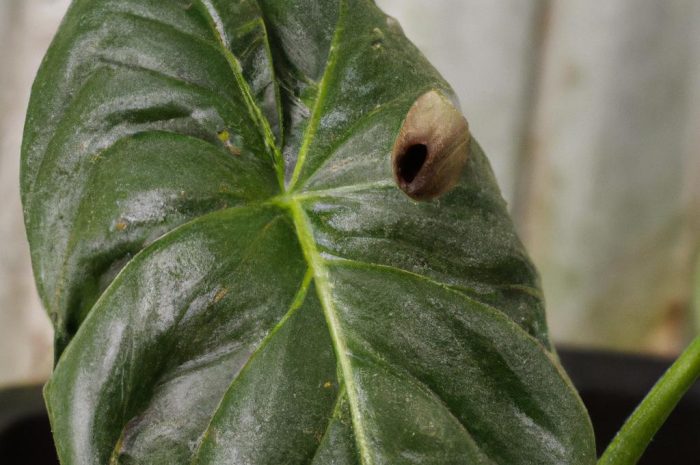 Philodendron hederaceum – uprawa, wymagania, pielęgnacja