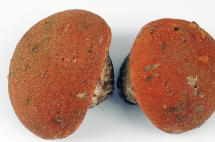 Piaskowiec kasztanowaty — grzyb warty poznania