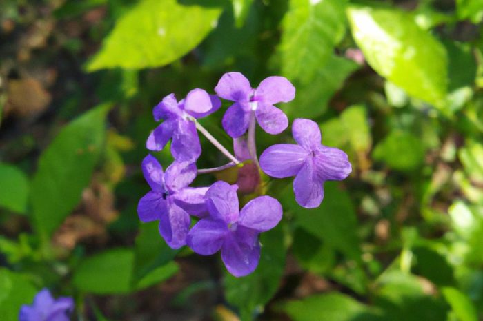 Piątak lancetowaty – co to za kwiat? Uprawa i pielęgnacja