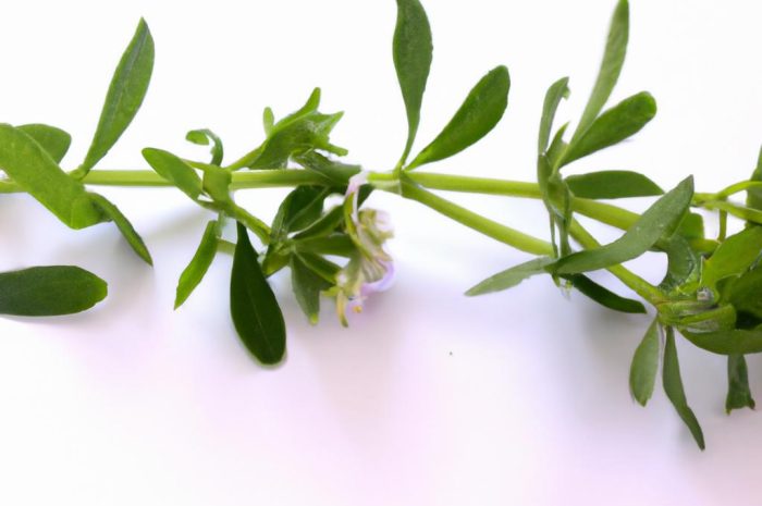 Pięciornik gęsi – jak uprawiać gęsie ziele w ogrodzie?