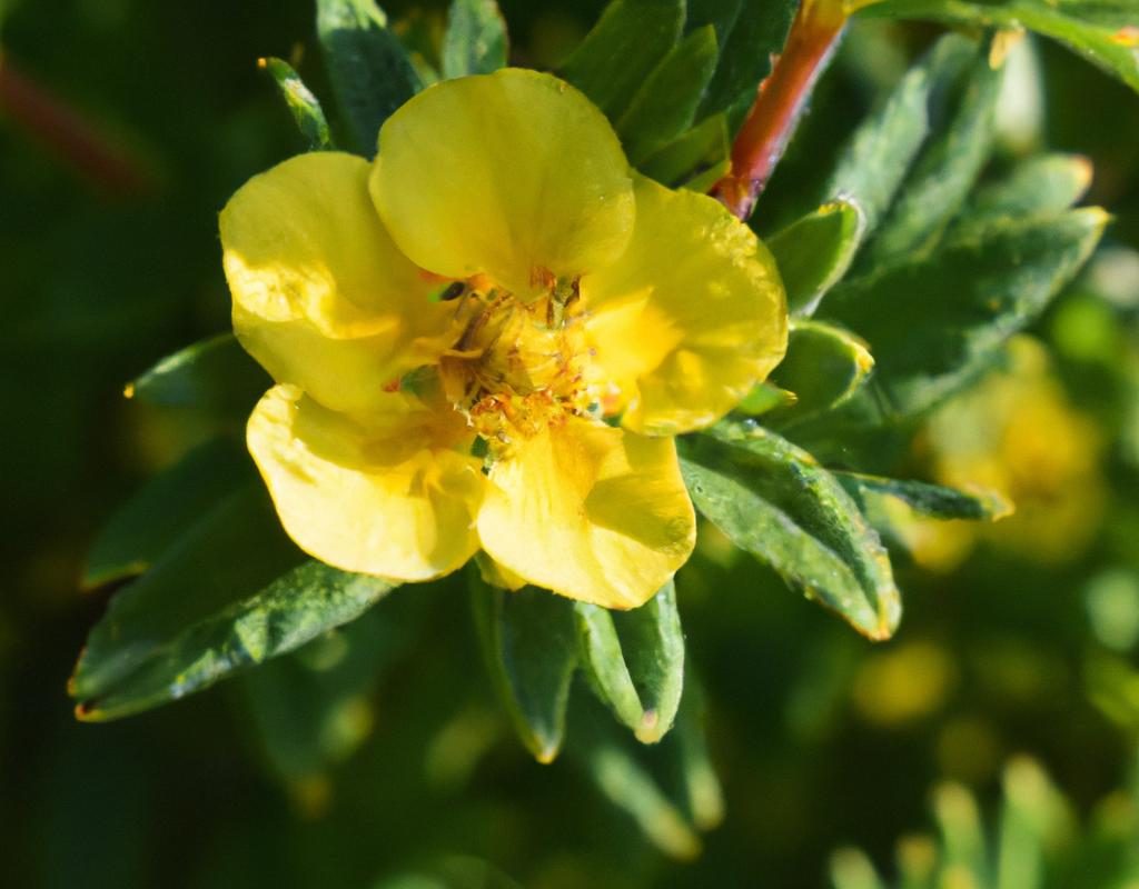 Alstremeria – egzotyczna lilia Inków w uprawie amatorskiej